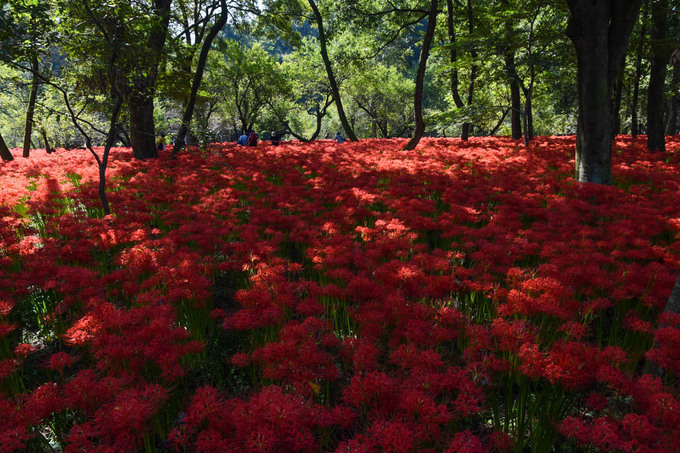 DSC_0117.jpg